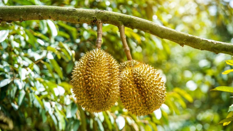 Durian najbardziej niebezpieczny owoc na świecie